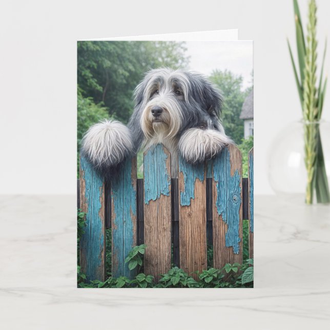 Carte Beared Collie Joyeux anniversaire (Devant)