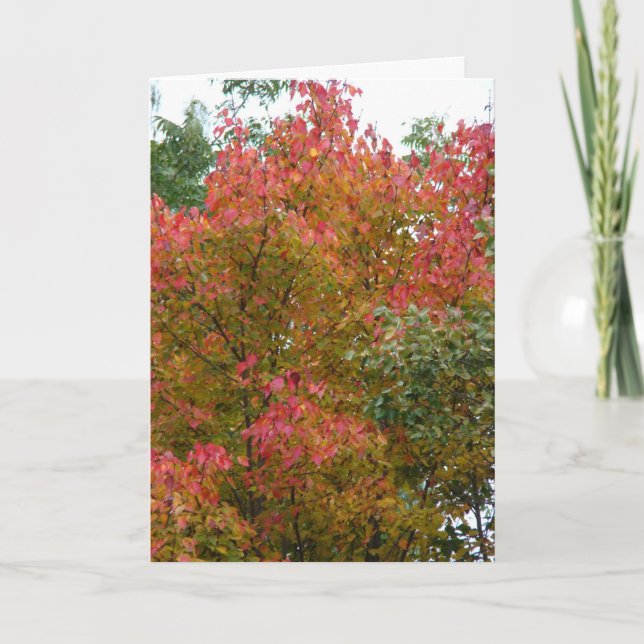 Carte Beau arbre, la beauté de Dieu (Devant)