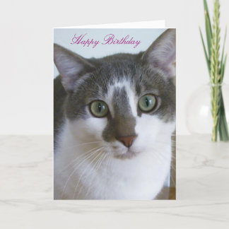 Carte Beau chat gris et blanc Anniversaire