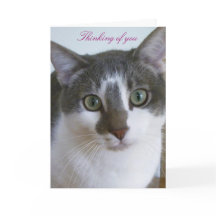 Beau chat gris et blanc-Pensée de vous