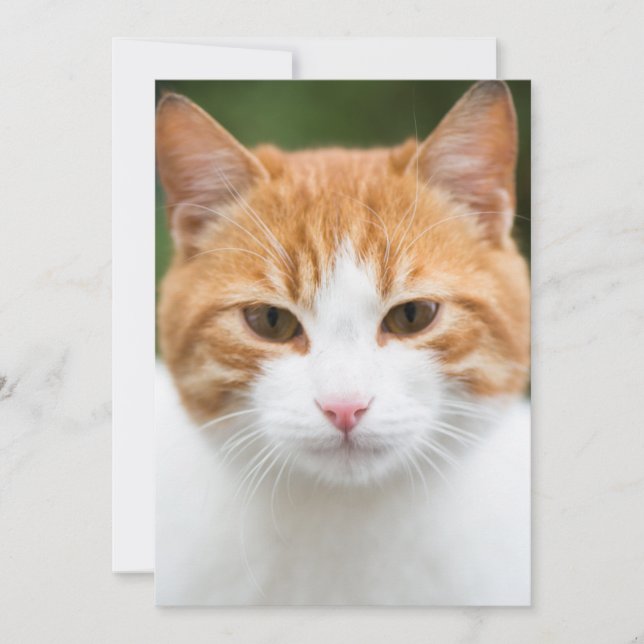 Carte Beau chat rouge (Devant)