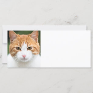 Carte Beau chat rouge