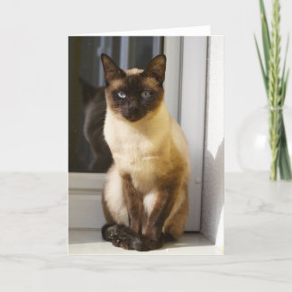 Carte Beau Chat Siamais