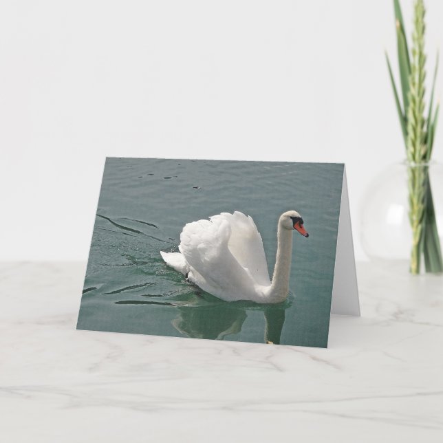Carte Beau cygne blanc (Devant)