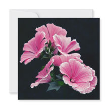 Beau Jardin Roses Mallow Fleurs Roses