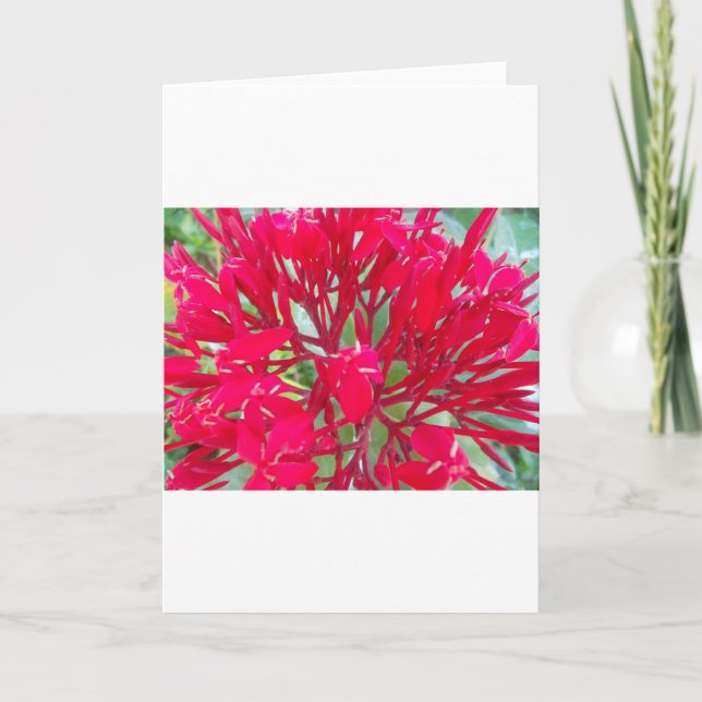 Carte Beau Kaleidoscope de Milkweed rouge coloré (Devant)