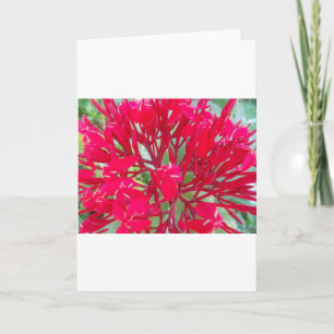 Carte Beau Kaleidoscope de Milkweed rouge coloré