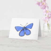 Beau papillon bleu Adonis