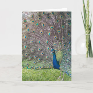 Carte Beau Peacock