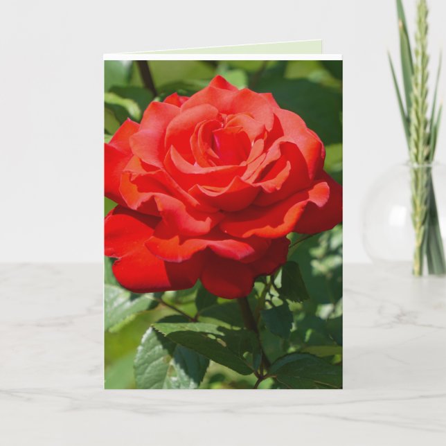 Carte Beauté de rose (Devant)