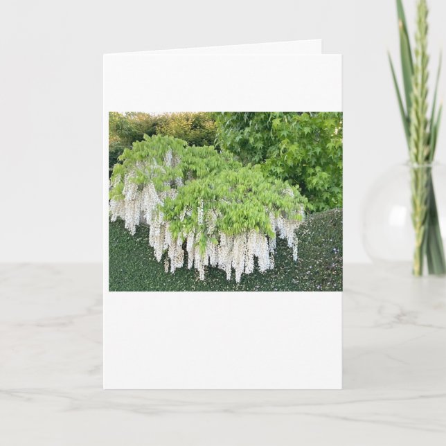 Carte /Beauté/Wisteria/Jardin/Nature/Fleurs blanch (Devant)