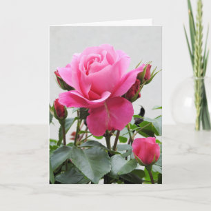 Carte Beautiful Pink Rose