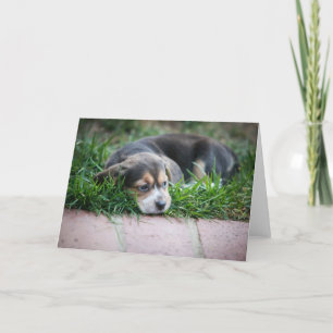 Carte Bébé de beagle sur l'herbe