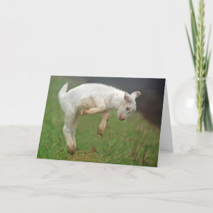 Carte Bébé de chèvre drôle Chèvre blanche Sauter dans le