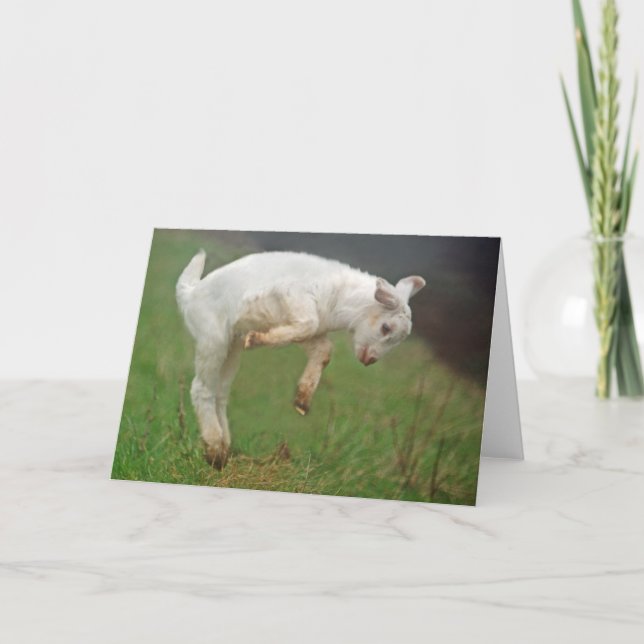 Carte Bébé de chèvre drôle Chèvre blanche Sauter dans le (Devant)