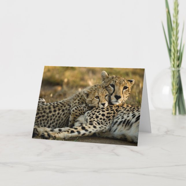 Carte Bébé guépard câlinant sa mère (Devant)