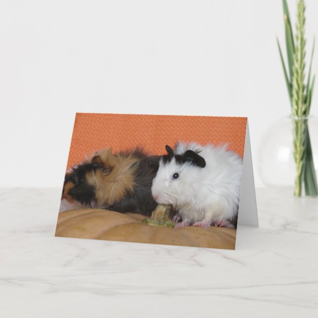 Carte Bébé Guinée Chiens sur Citrouille (Devant)