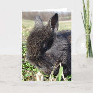 Carte Bébé Lapin