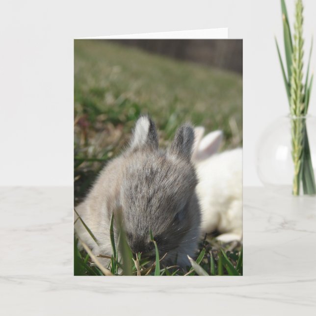 Carte Bébé lapins (Devant)