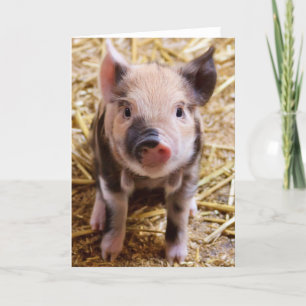 Carte Bébé mignon Animaux de la ferme des porcs Barnyard