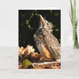 Carte Bébé Robin