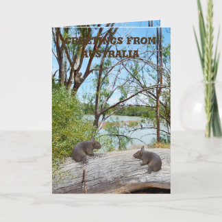 Carte Bébé Wombats Jouant Sur Un Journal, Salutation
