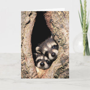 Carte Bébés Raccoons se jettent dans l'arbre