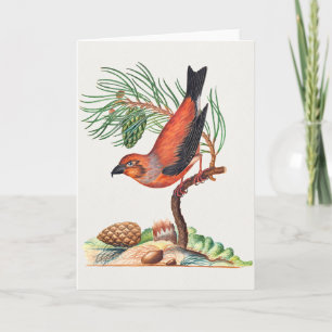 Carte Bec-croisé des sapins,