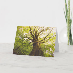 Carte Bel arbre de hêtre