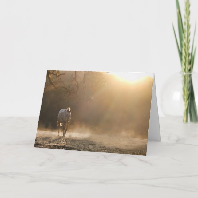 Carte Belle Appaloosa Horse dans Sunlight Note Card (Devant)
