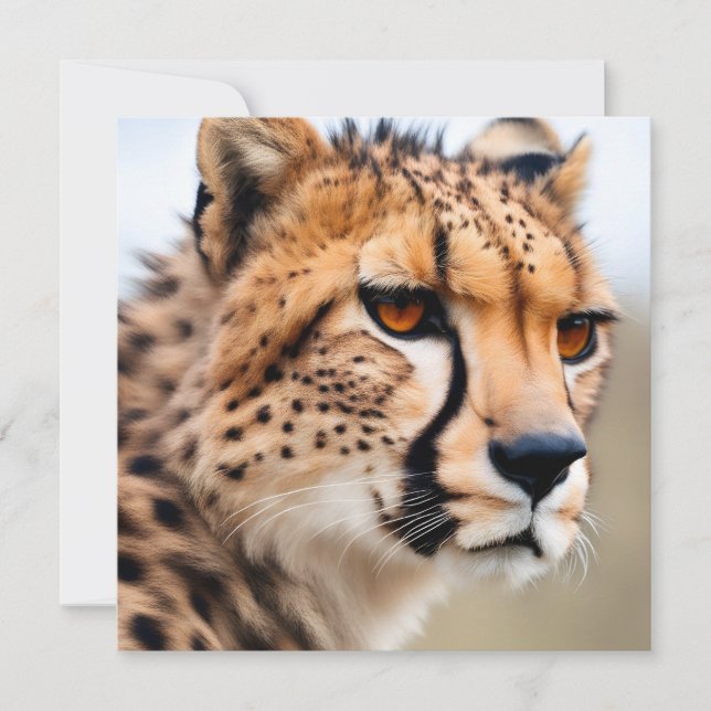 Carte Belle Cheetah (Devant)