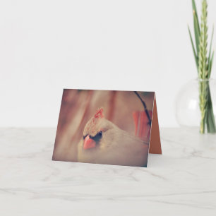 Carte Belle Femme Cardinal Bird