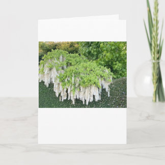 Carte Belle image de jardin de la glycine blanche !