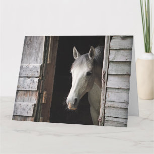 Carte Belle jument grise Ranch rustique