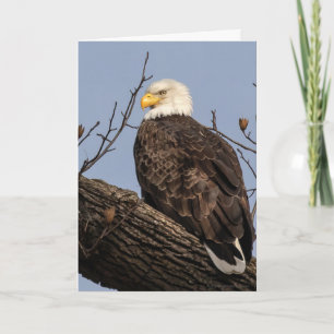 Carte Belle maman (Aigle)