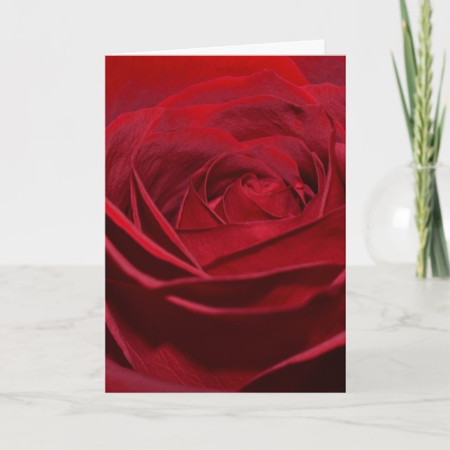 Carte Belle Rose Rouge (Devant)