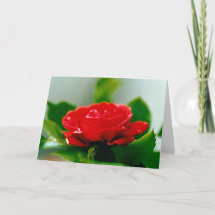 Carte Belle Rose Rouge Matin Dew Drops