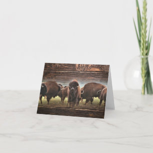 Carte Belle Trousse De Buffalo