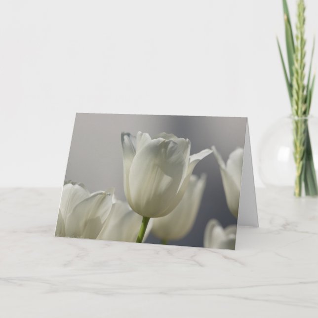 Carte Belle Tulipe de printemps blanche (Devant)