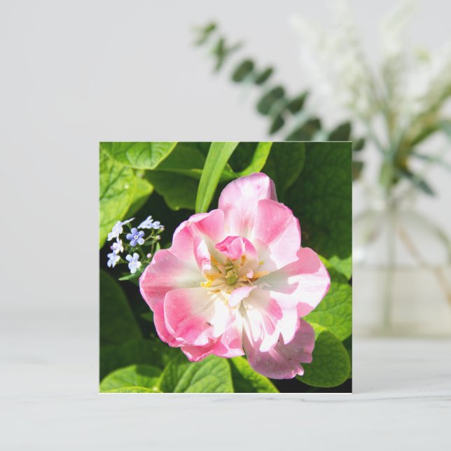 Carte Belle tulipe rose (Debout devant)