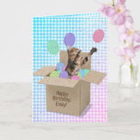 Bengale chat en boîte
