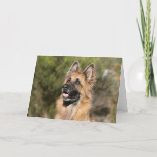 Carte Berger allemand aux cheveux longs 1