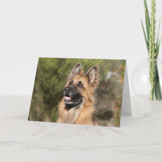 Carte Berger allemand aux cheveux longs 1 (Devant)