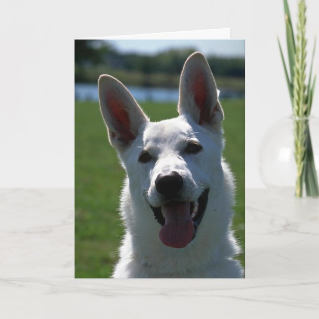 Carte Berger allemand blanc (Devant)