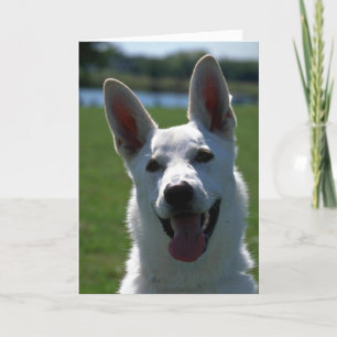 Carte Berger allemand blanc