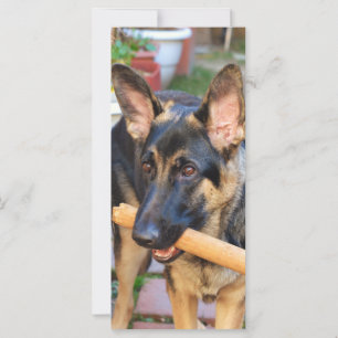 Carte berger allemand par Shirley Taylor