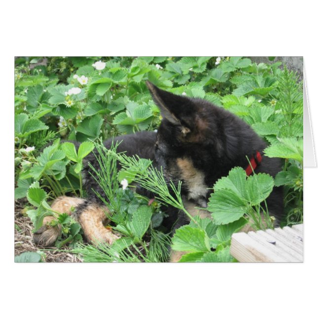 Carte berger allemande (Devant horizontal)