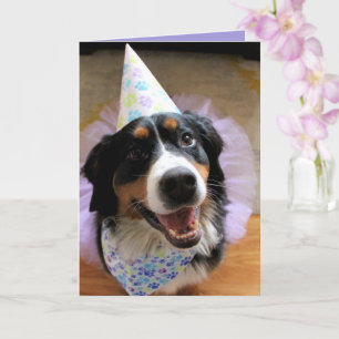 Carte Bernese Mountain Dog Anniversaire