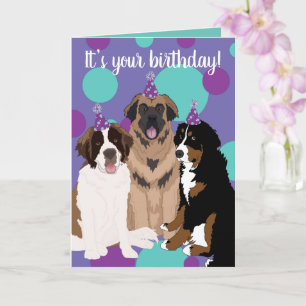 Carte Bernese, Saint Bernard, Leonberger Anniversaire