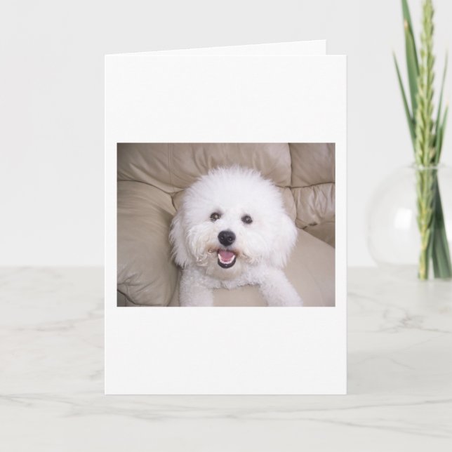 Carte Bichon Frise (Devant)